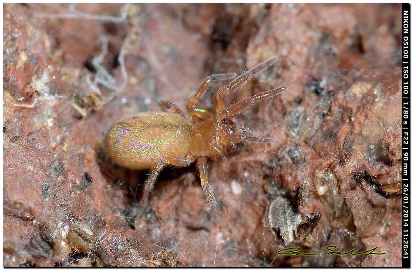 Giovane Loxosceles rufescens - Alghero (SS)